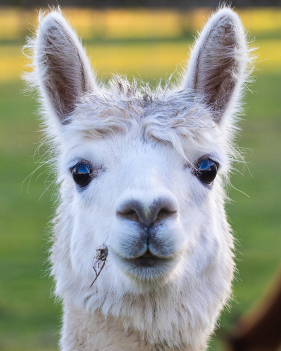 Alpaca Trekking